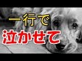 【笑劇】一行で泣かせてくれwwwwwwwww