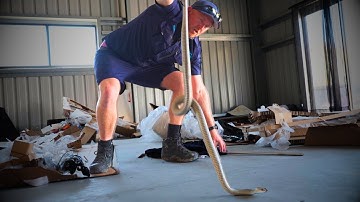 Tweede meest giftige slang (op heterdaad betrapt)