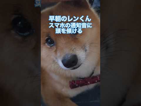 スマホの通知音に頭を傾ける※最後の方にスマホの通知音がなります #ポメ柴 #kawaii #いぬ
