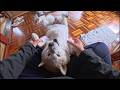 最もポピュラーな柴犬との遊び方だと思ってるのですがどうですか?