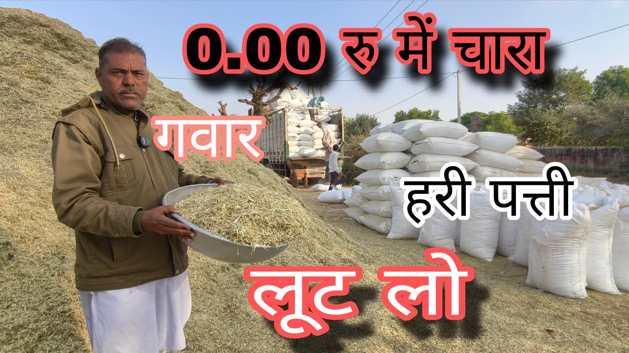 सस्ते में हरी पत्ती और ग्वार का भूसा खरीदो बकरियों के लिए
