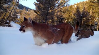 The secret lives of elusive mountain lions in Yellowstone National Park
