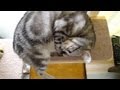 どうしても入りたかった猫