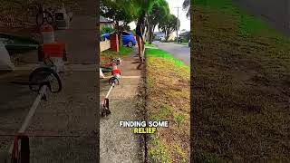 So this guy 😱 #lawncare #lawnmower #mowing #story #storytime #mowingthelawn #stories #hoastories