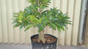 Giao lưu mai cúc thọ hương và đại lộc ngày 08,04,2022 ĐT 0977329080 hiền