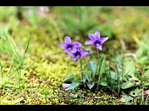 シャンソン すみれの花咲く頃 歌 向井智子 Youtube