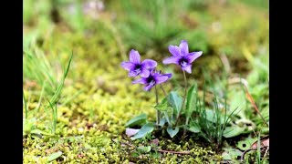 シャンソン すみれの花咲く頃 歌 向井智子 Youtube