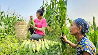 Mom got angry when she saw me with a stranger.Harvesting corn and planting vegetables |sam thi huong