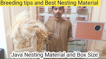 Java Sparrow Nesting material | Best Box Size | Java Finch Breeding tips and vitamin or calcium.