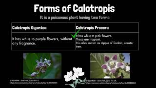 What is Calotropis plant? Calotropis gigantea and Calotropis procera