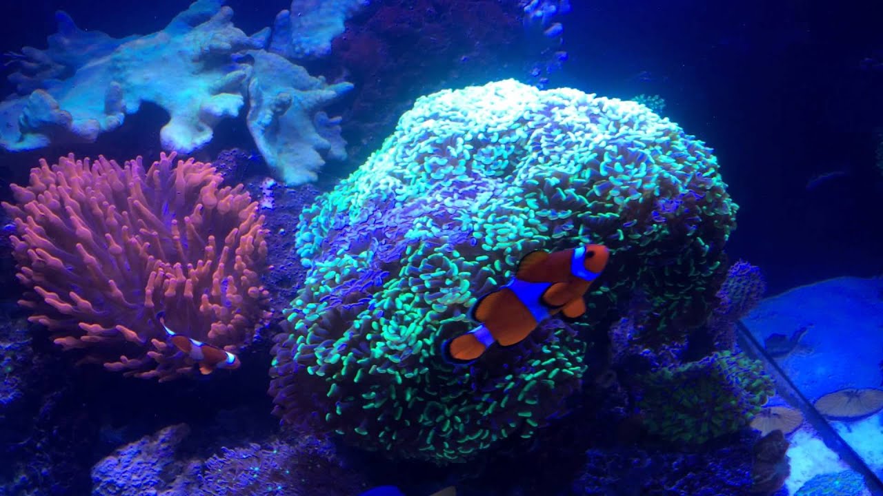 Euphyllia paraancora