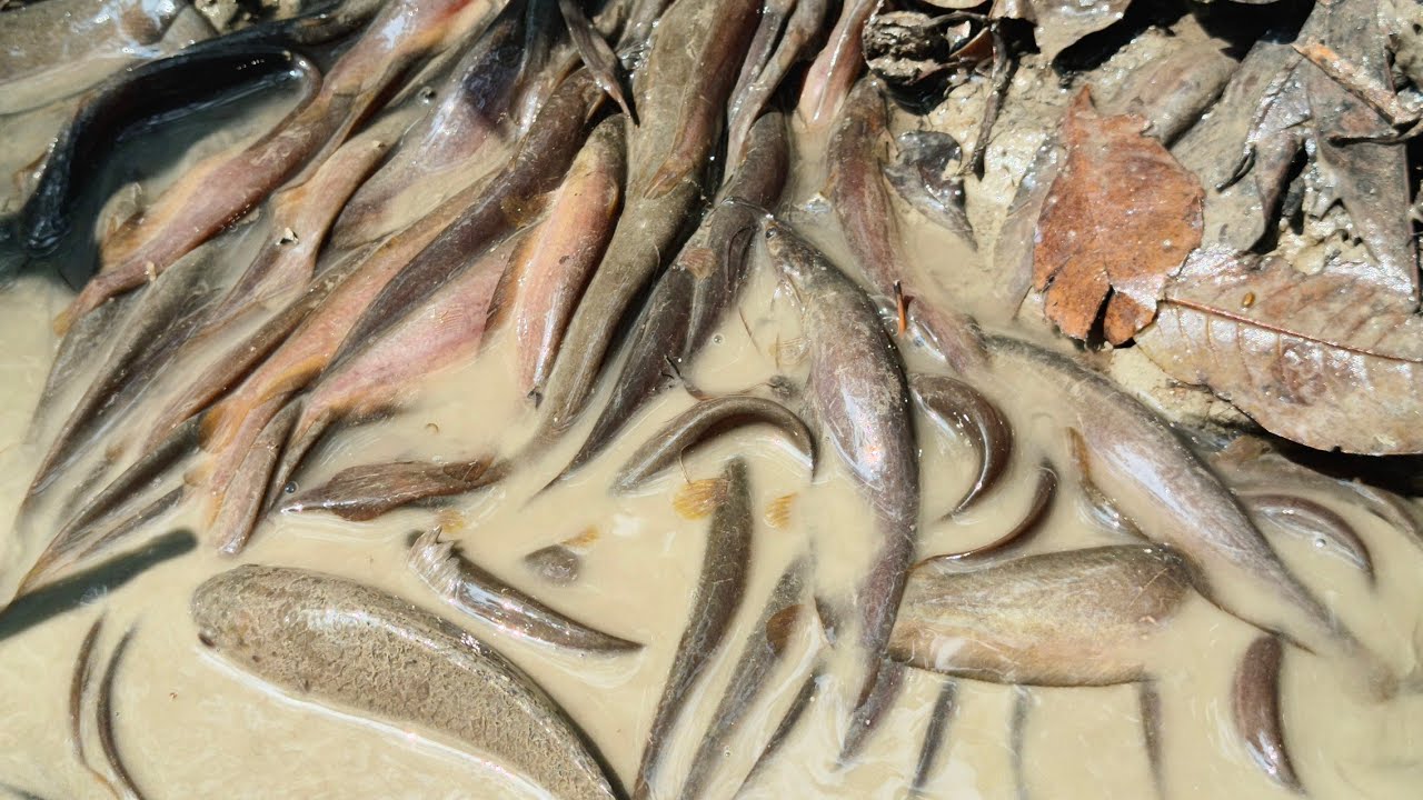 ছোট একটি কুয়ায় অনেক মাছ পেলাম  village fishing..!