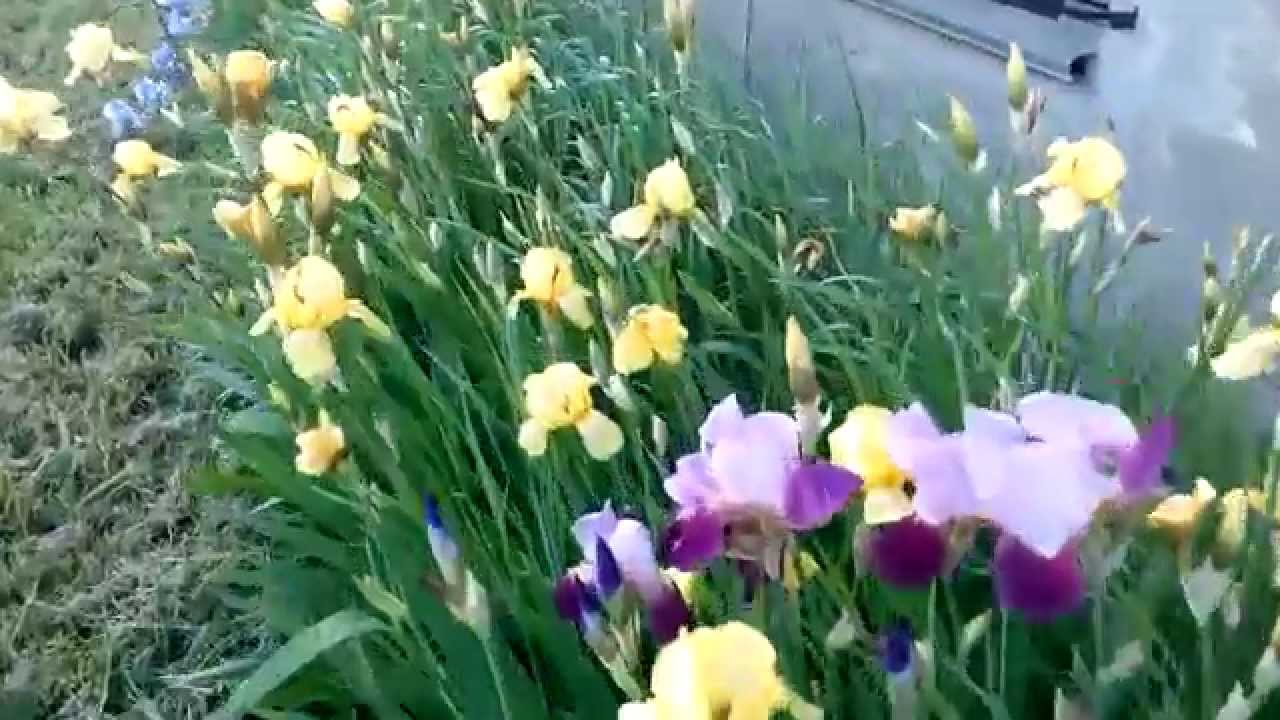 цветы КАСАТИКИ - Желтый высокий ирис с золотыми бородками - YouTube