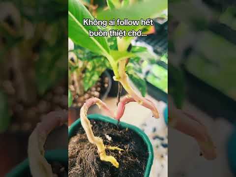 Ta lại lang thang 1 mình... #duacan #bonsai #hoaduaccan