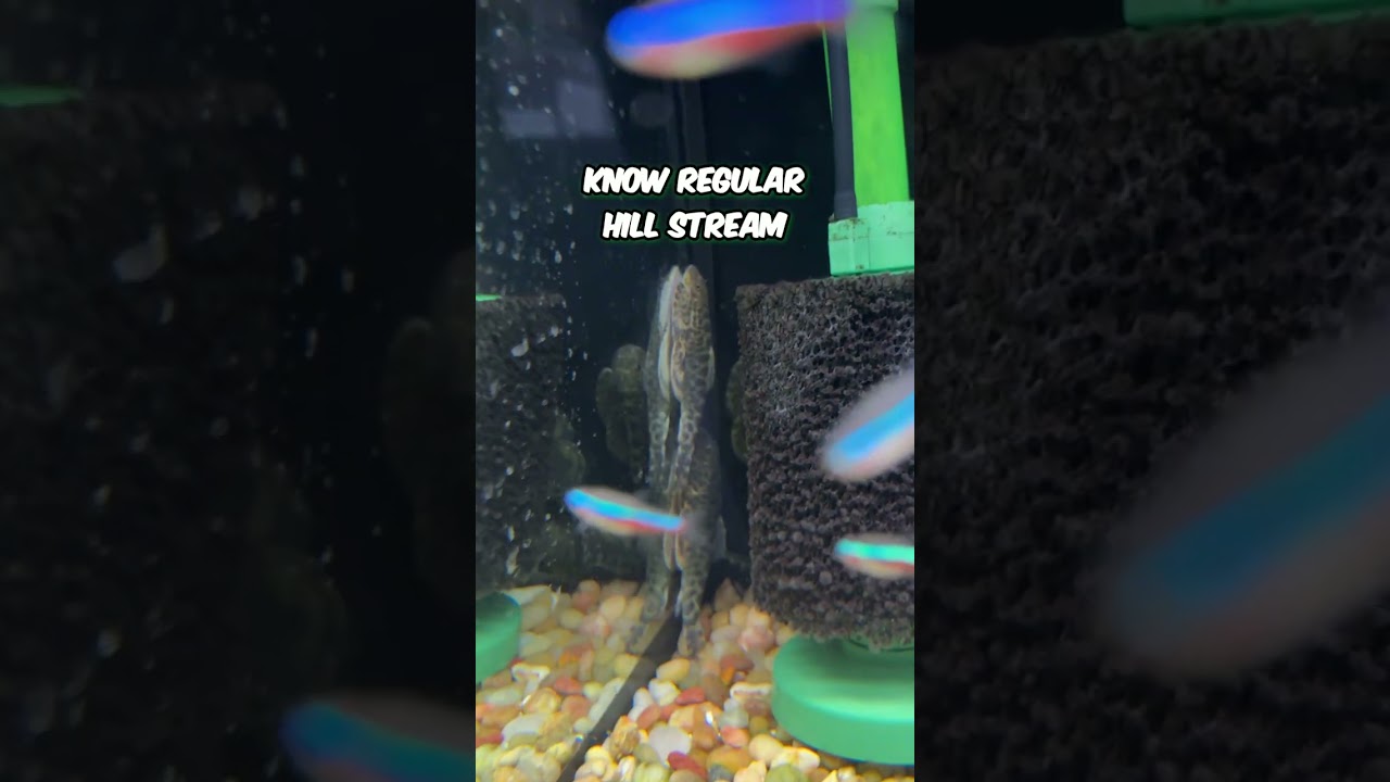 These Hillstream Loaches are GIANT

#aquariumcoop #aquascaping #fishtank