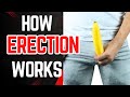 How an Erection Works (The Science Behind It!)