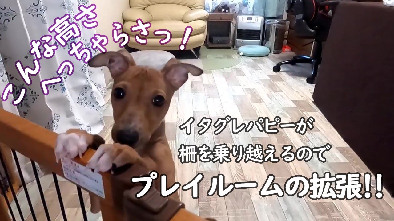 イタグレパピーが柵を乗り越えるのでプレイルームの拡張 ミニピン ルナ イタグレ ソル Youtube イタグレパピーが柵を乗り越えるのでプレイルームの拡張 ミニピン ルナ イタグレ ソル Youtube