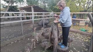 PESTE🐬Morcovi 🥕CARTOFI🥔ORAȘUL VECHI Xi'an China 