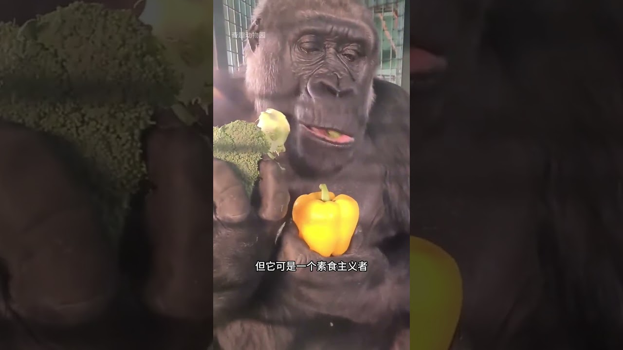 Gorillas drink water