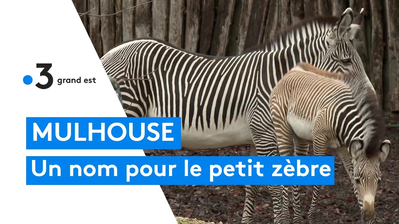 Zoo de Mulhouse : votez pour choisir le nom du bébé zèbre