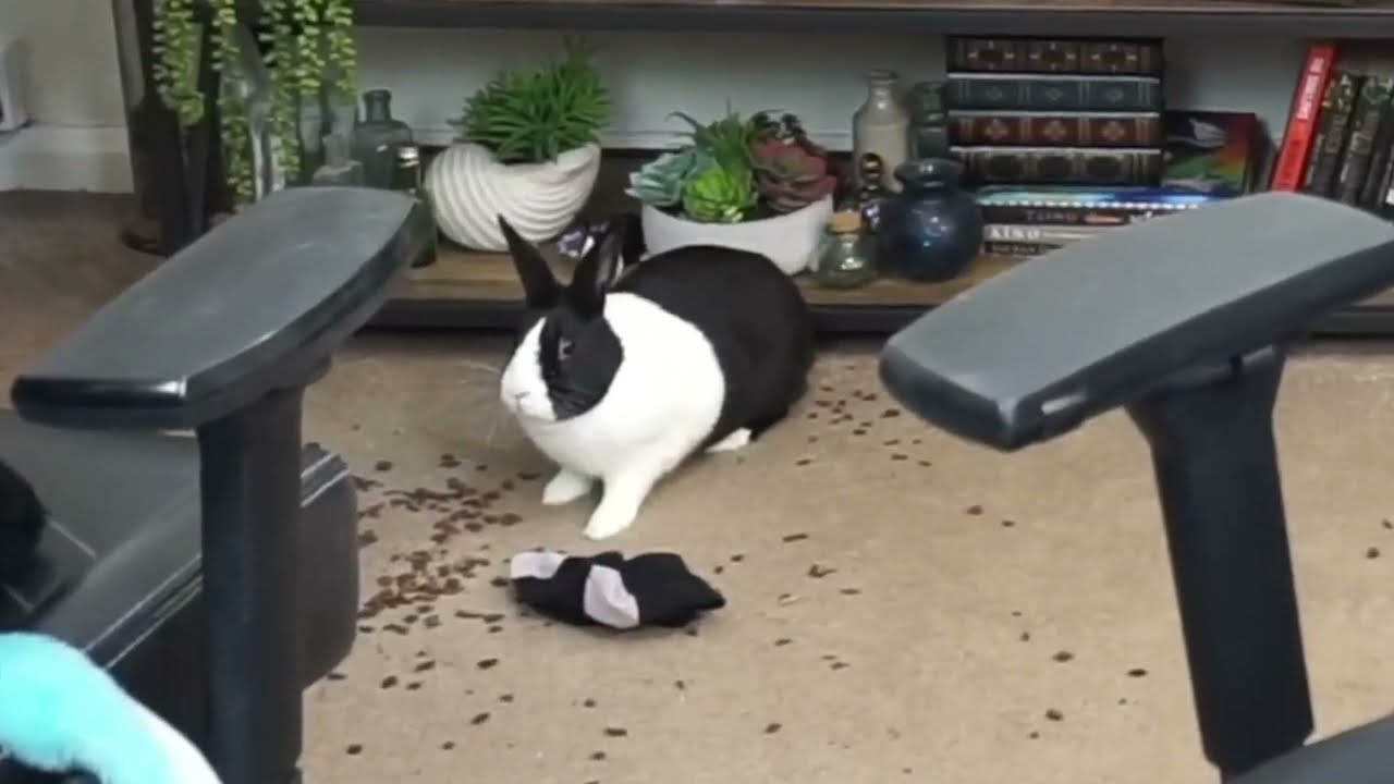 That's One Guilty Bunny - YouTube
