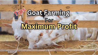 Maximize Your Profits With Goat Farming | Essential Tips You Must Know | blue star | by Blue Star 166 views 6 months ago 4 minutes, 2 seconds