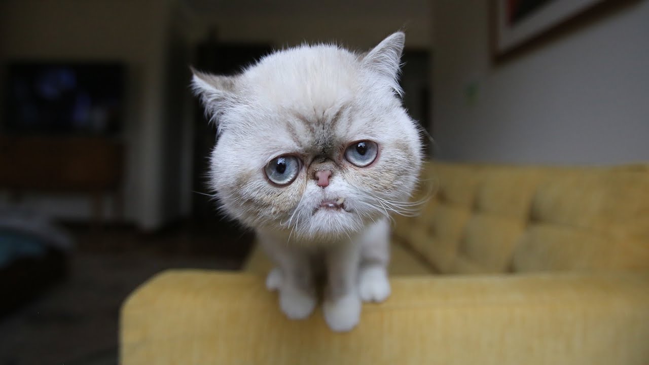 Meet Mister Marbles YouTube