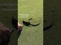What’s your best guess?? #golf #grass #repair #satisfying #diy #golfcourse #turf #trending#lawncare