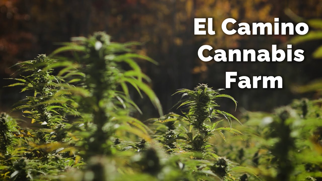 Harvest Time at El Camino Farm (A Visual Documentary)