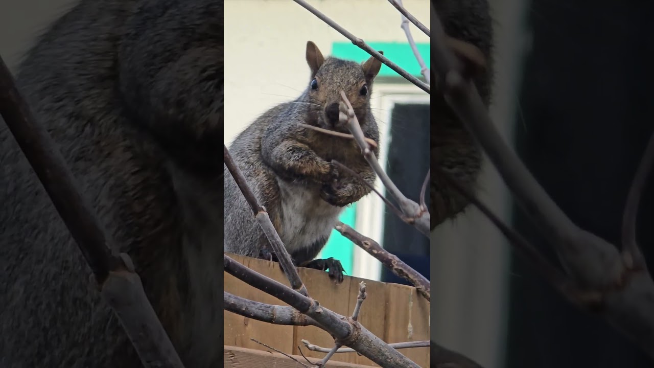 Squirrel stays out of Stitch's way. 