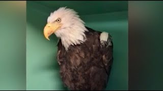 Jackie the eagle moved from ICU