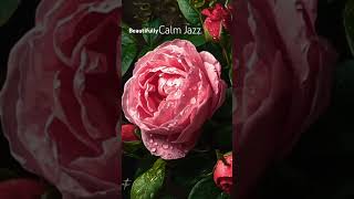 Rainy Pink & White Roses Garden 🌹 4K TV Screensaver | Smooth Jazz for Sleep, Relax & Study