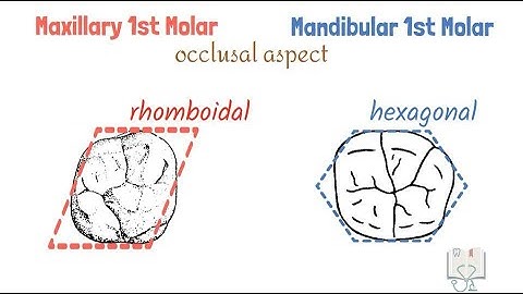 Differences between Maxillary & Mandibular 1st Molars