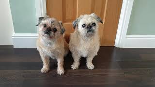 Mum and Daughter Pugzu's Howling | Pug Tzu | Head tilt | Pug | Shih Tzu