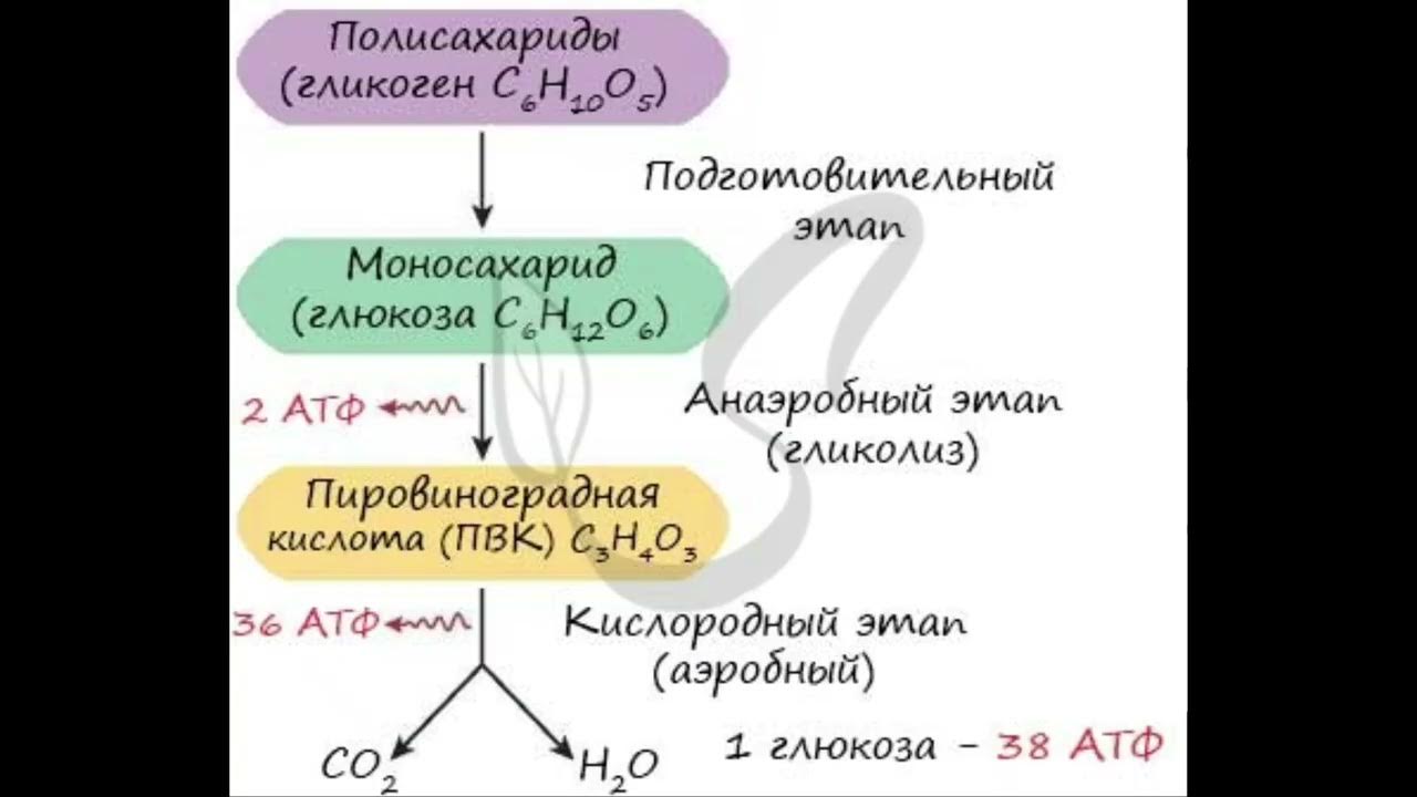 Пировиноградная кислота сколько атф. Этапы энергия обмена веществ схема. Энергетический обмен общая схема. Подготовительный этап энергетического обмена схема. Кислородный этап энергетического обмена схема.