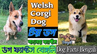 Welsh Corgi Dog facts in Bengali | Toy Dog | Herding Dog | Dog Facts Bengali by Dog Facts Bengali 3,619 views 4 years ago 4 minutes, 39 seconds