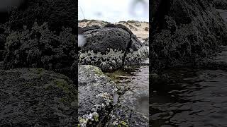 힐링여행 EP.178 | 우루과이 카보 폴로니오 ■ Cabo Polonio, Uruguay