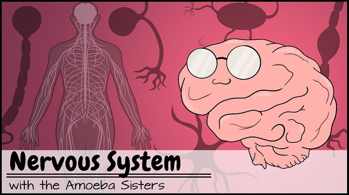 Autonomic nervous system vs central nervous system