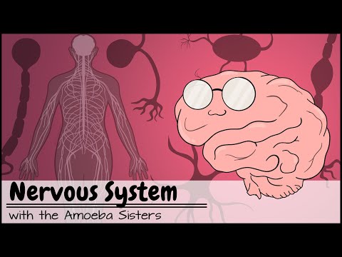 Video: Ar smegenys būtų nervų sistema?