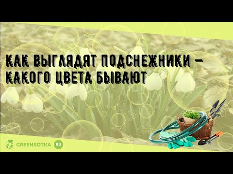 Как выглядят подснежники — какого цвета бывают