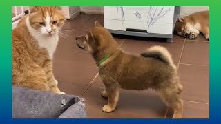 Puppy barking at cat 🐶| Cute cat with puppy| #cutepuppy