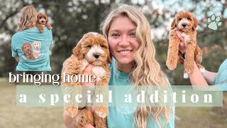 BRINGING HOME A SPECIAL ADDITION!! | PUPPY VLOG