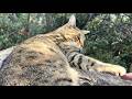 ニャフニャフアウアウ言う割にしっかり出迎えおしゃべり猫きなこ
