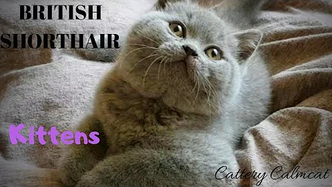 Video 5653711: british shorthair, cattery calmcat, calmcat uk, litter
