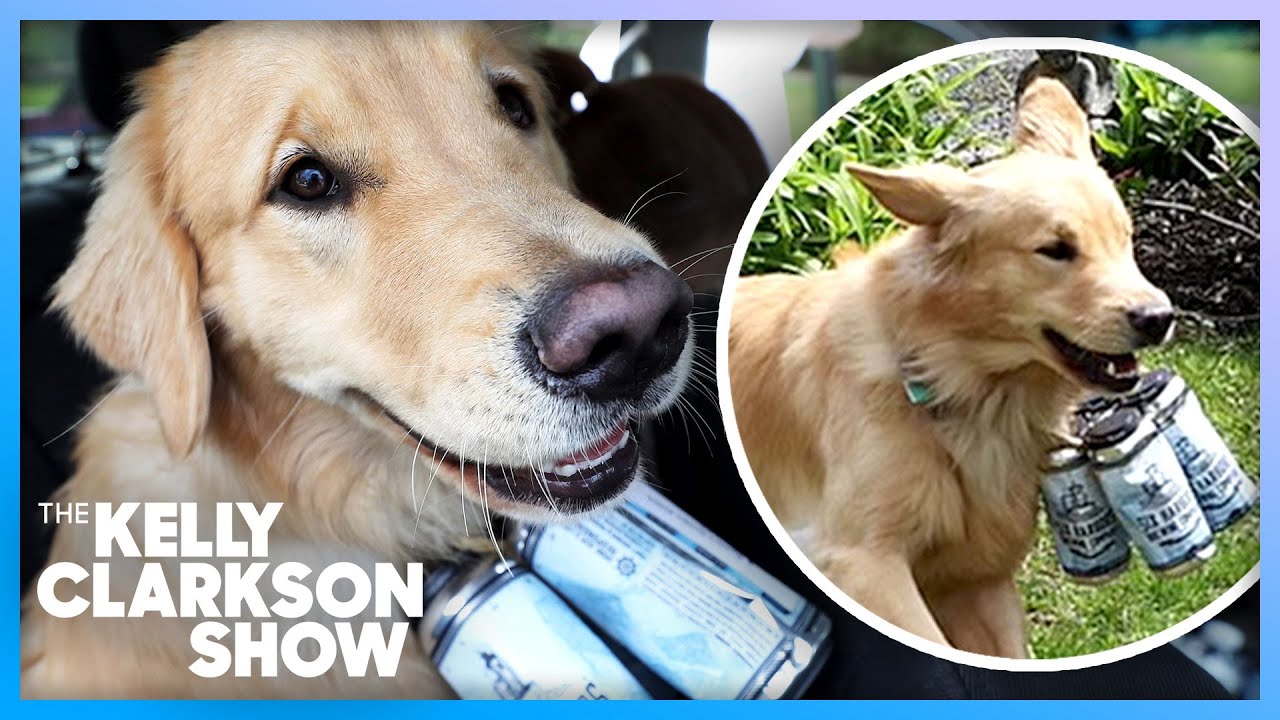 These Adorable Golden Retrievers Make Beer Deliveries - YouTube