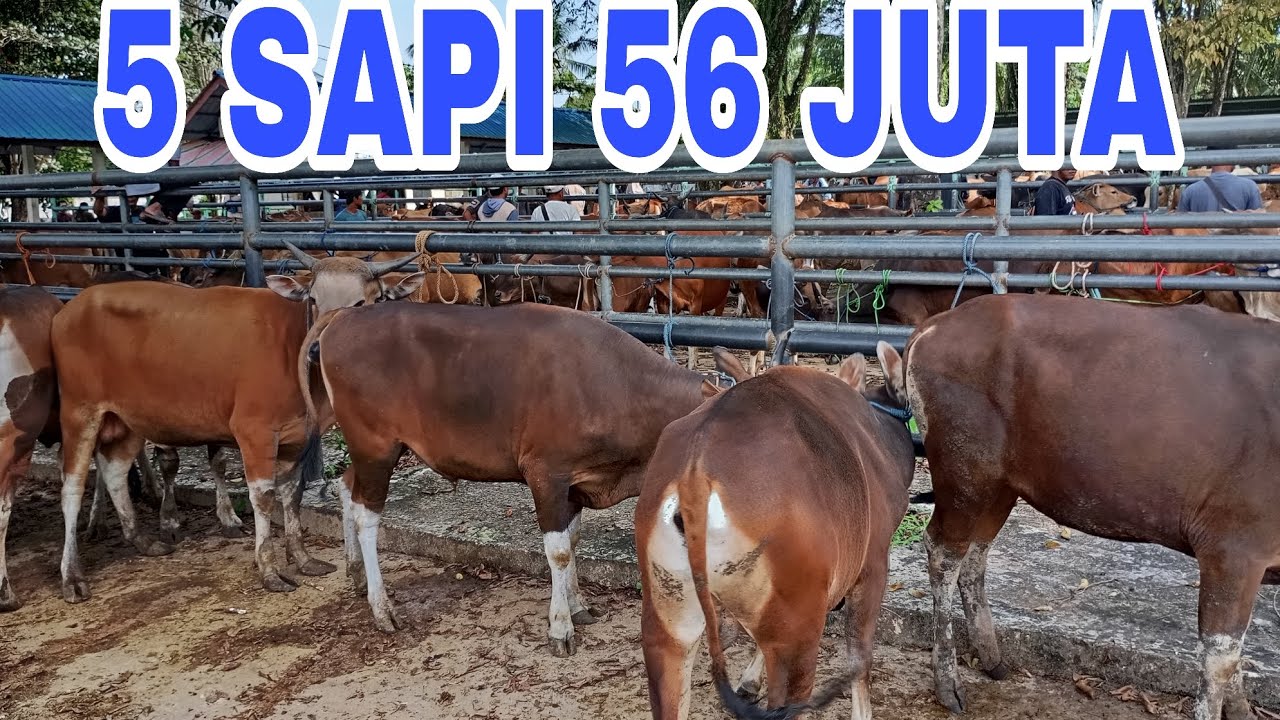 Sapi Price 5 SAPI JANTAN HARGA 56 JUTA DI PASAR HEWAN PELAIHARI - YouTube