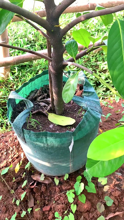 The black sapote plant bears fruit very easily.