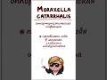 Инфекция уха и горла Moraxella Catarrhalis (симптомы, лечение) часть 2