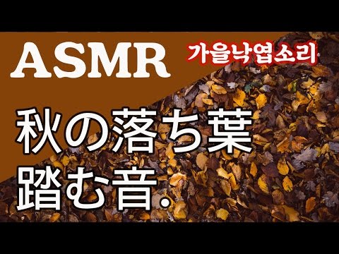 「ASMR」秋の落ち葉踏む音（都会の騒音あり）・落葉・韓国の町・낙엽밟는소리 fallen leaves