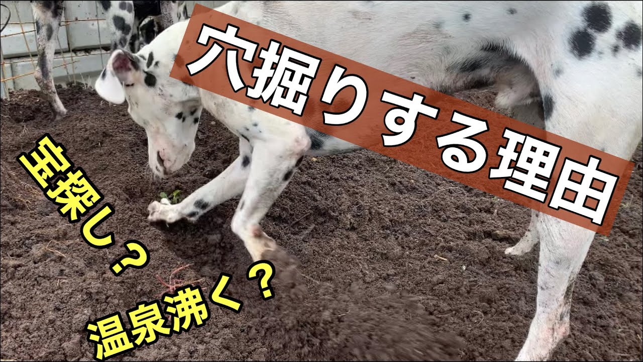 犬はなぜ穴掘りやホリホリをするのか知っていますか ダルメシアンの行動 穴掘り 犬の行動 犬の不思議 Youtube